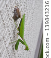 A praying mantis laying eggs 139843216