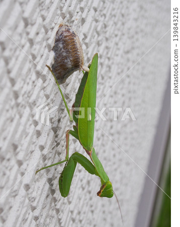 A praying mantis laying eggs A praying mantis laying eggs 139843216