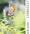 A Common Leopard butterfly and a mud dauber wasp come to sip nectar from a Vitex agnus-castus tree. 139843217