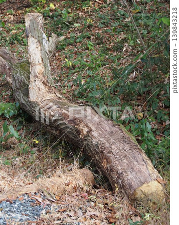 A tree trunk lying on its side A tree trunk lying on its side 139843218