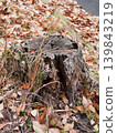 A decaying tree stump buried in fallen leaves 139843219