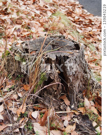 A decaying tree stump buried in fallen leaves A decaying tree stump buried in fallen leaves 139843219