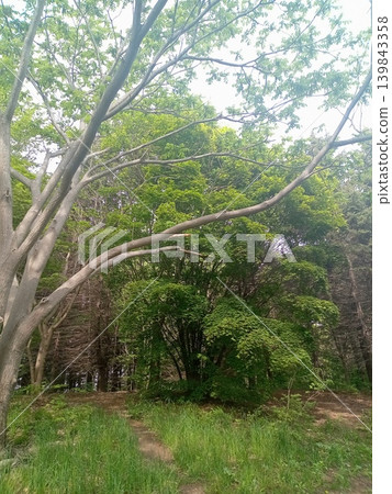 美麗的參天大樹映襯著藍天和翠綠的樹葉;自然風光旖旎,陽光透過樹葉灑下斑駁的光影(公園)。 美麗的參天大樹映襯著藍天和翠綠的樹葉;自然風光旖旎,陽光透過樹葉灑下斑駁的光影(公園)。 139843358