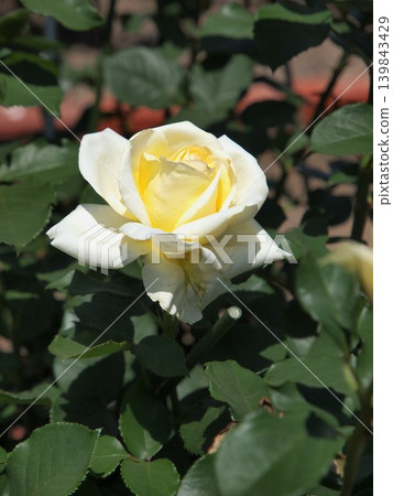 A single pale cream-yellow rose A single pale cream-yellow rose 139843429