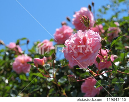 The pale pink flowers of the climbing rose stand out against the blue sky. The pale pink flowers of the climbing rose stand out against the blue sky. 139843430