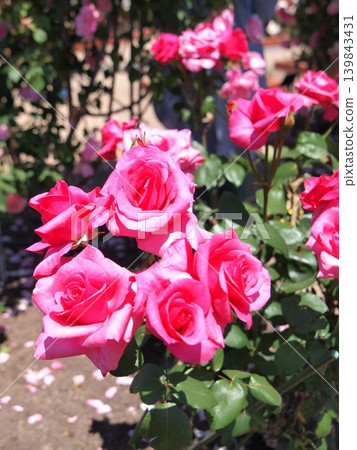 Deep pink cluster roses are in full bloom. Deep pink cluster roses are in full bloom. 139843431