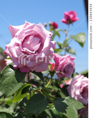 Lavender-pink roses against a blue sky Lavender-pink roses against a blue sky 139843434
