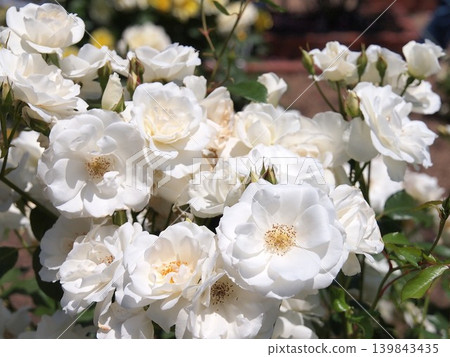 White cluster roses are in full bloom. White cluster roses are in full bloom. 139843435