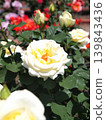 Yellowish cream-colored roses 139843436