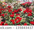 A flowerbed overflowing with bright red roses. 139843437
