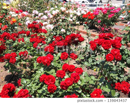花壇裡盛開著鮮豔的紅玫瑰。 139843437