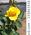 Bright yellow rosebuds and flowers 139843438