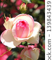 A rose with a beautiful gradient from white to pink. 139843439