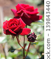 Crimson roses and buds 139843440