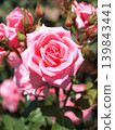 Pink cluster roses and buds 139843441