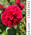 Deep crimson rosette-shaped English rose (in harmony with insects) 139843442