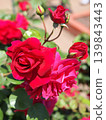 A cluster of vibrant red roses 139843443