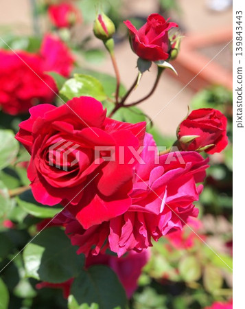 A cluster of vibrant red roses A cluster of vibrant red roses 139843443