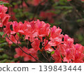 Coral-colored mountain azalea 139843444