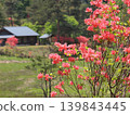 Old farmhouses and mountain azaleas in the countryside 139843445