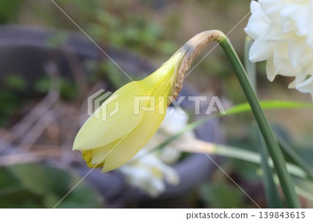 The appearance of yellow daffodil buds blooming in the spring garden. The appearance of yellow daffodil buds blooming in the spring garden. 139843615