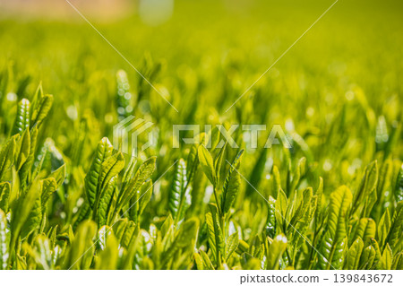 tea leaves in the morning sun tea leaves in the morning sun 139843672
