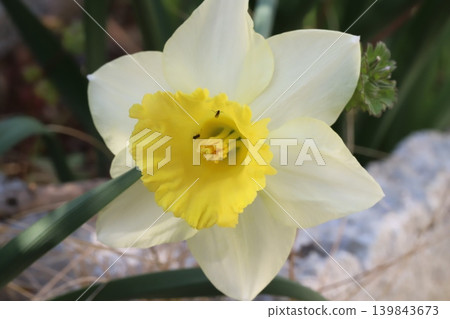 A picture of a trumpet daffodil flower with white petals and a yellow corona blooming in a spring garden, and a tiny black insect. A picture of a trumpet daffodil flower with white petals and a yellow corona blooming in a spring garden, and a tiny black insect. 139843673