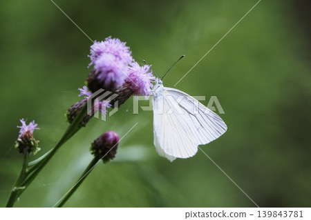 A species of black-veined white butterfly visiting a thistle flower. A species of black-veined white butterfly visiting a thistle flower. 139843781