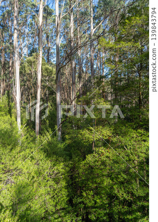 Eucalyptus forest in Great Otway National Park, Australia Eucalyptus forest in Great Otway National Park, Australia 139843794