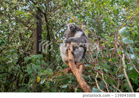 Two koalas resting on tree branches in Kangaroo Island, Australia 139843808