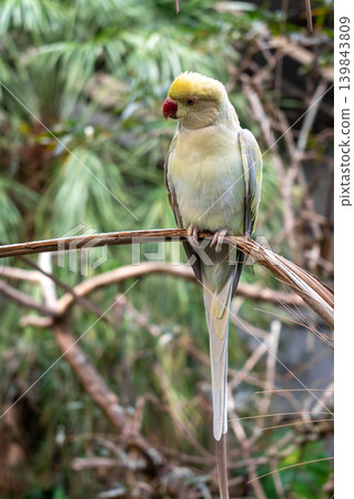 Rose-ringed parakeet perched on a branch on Kangaroo Island, Australia Rose-ringed parakeet perched on a branch on Kangaroo Island, Australia 139843809