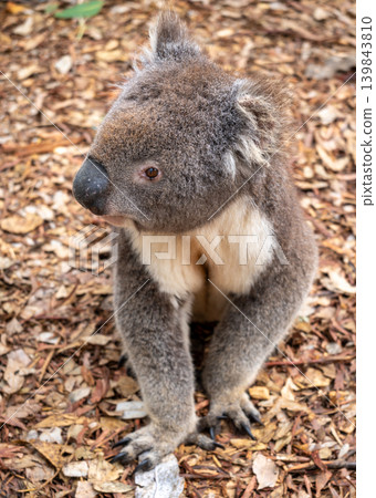 Koala sitting on a bed of dry leaves on Kangaroo Island 139843810