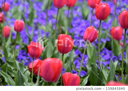Red tulip Red tulip 139843840