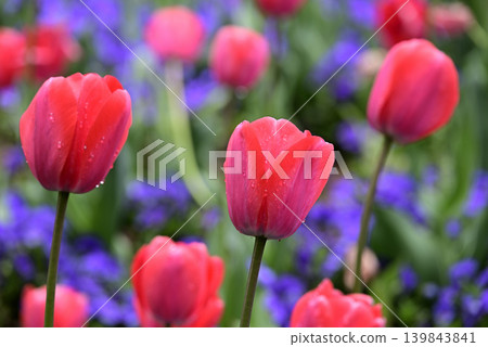 Red tulip Red tulip 139843841