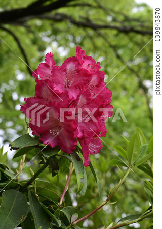 紅色杜鵑花花 紅色杜鵑花花 139843870