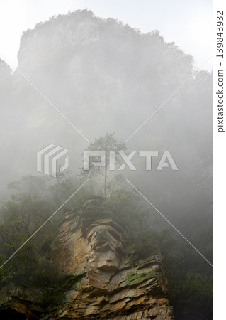A pine tree on top of a cliff in the Tianmenshan Mountains in heavy fog near Zhangjiajie, China A pine tree on top of a cliff in the Tianmenshan Mountains in heavy fog near Zhangjiajie, China 139843932