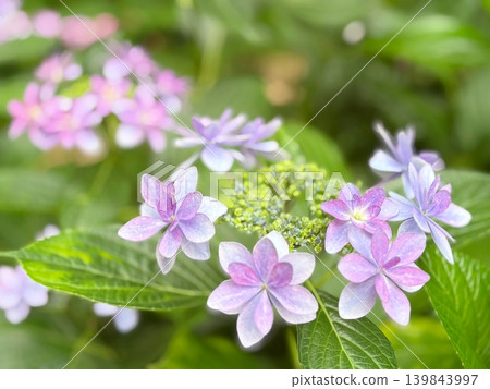 粉彩色繡球花 139843997