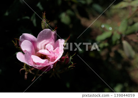 Colorful roses that heal the hearts of many people Colorful roses that heal the hearts of many people 139844059
