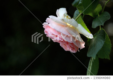 Colorful roses that heal the hearts of many people 139844060