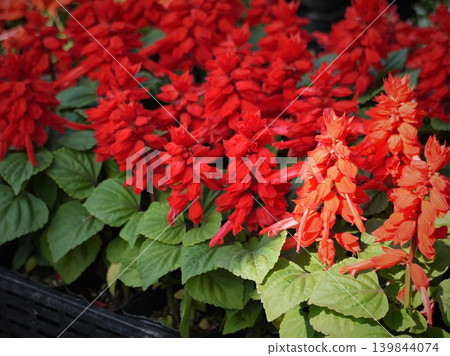 Red potted salvia flowers Red potted salvia flowers 139844074