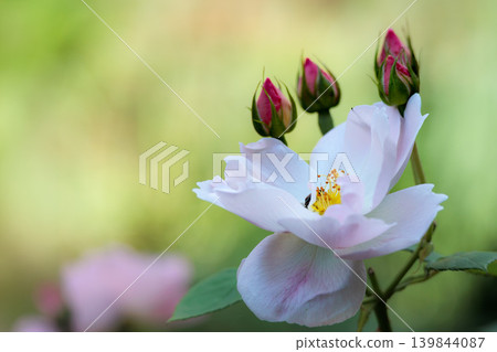Colorful roses that heal the hearts of many people Colorful roses that heal the hearts of many people 139844087