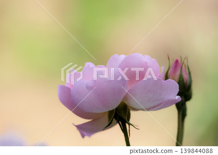 Colorful roses that heal the hearts of many people Colorful roses that heal the hearts of many people 139844088