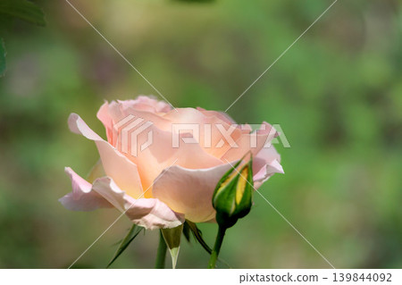 Colorful roses that heal the hearts of many people Colorful roses that heal the hearts of many people 139844092
