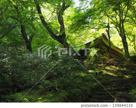 在女忍高野山深處，有一處僻靜的聖地。一座莊嚴的密教佛教建築矗立在斑駁的陽光和杜鵑花林中。 139844110