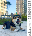 Corgi Dog Lying on Path Licking Nose in Park 139844128