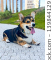 Corgi Dog Lying on Paved Path in City Park 139844129