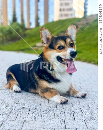 Corgi Dog Lying on Paved Path in City Park 139844129