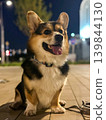 Happy Corgi Dog Smiling with Tongue Out at Night 139844130