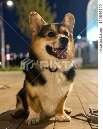 Happy Corgi Dog Smiling with Tongue Out at Night Happy Corgi Dog Smiling with Tongue Out at Night 139844130