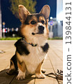 Tricolor Corgi Dog Sitting at Night on Street 139844131